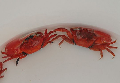 Uca Crassipes M