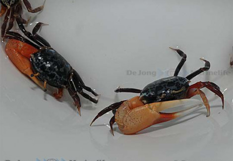Uca Tetragonon M