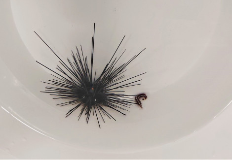 Urchin + Diademichthys M
