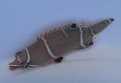 Wetmorella Albofasciata M