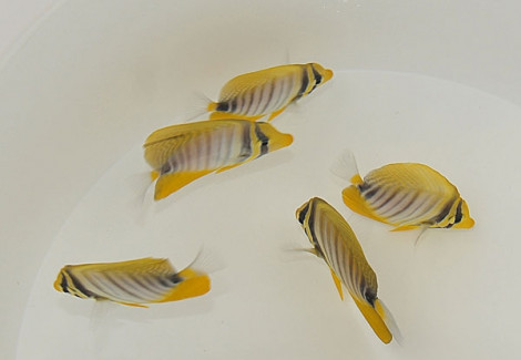 Zebrasoma Desjardinii Ml