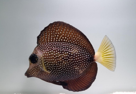Zebrasoma Gemmatum - Allevato Europa M