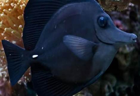 Zebrasoma Rostratum S