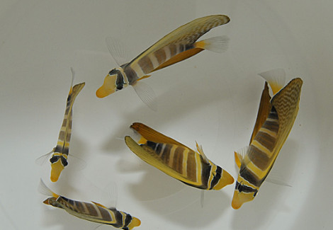 Zebrasoma Veliferum L