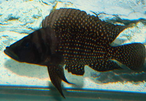 Altolamprologus Calvus Black Pectorale 3-3,5Cm