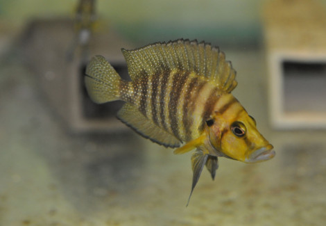 Altolamprologus Compressiceps Chaitika 4-5