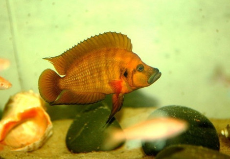 Altolamprologus Compressiceps Orange Kigoma 4-5