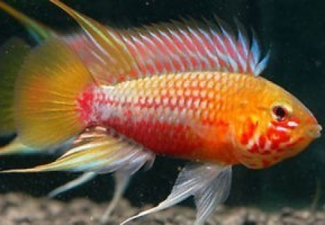 Apistogramma Hongsloi Ii Red 3Cm