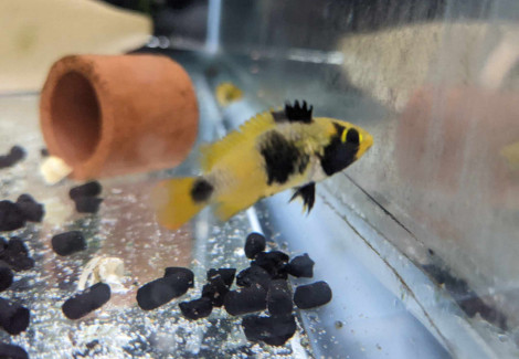 Apistogramma Nijsseni Tigre 2,5-3