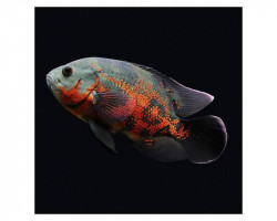 Astronotus Ocellatus 10-12Cm