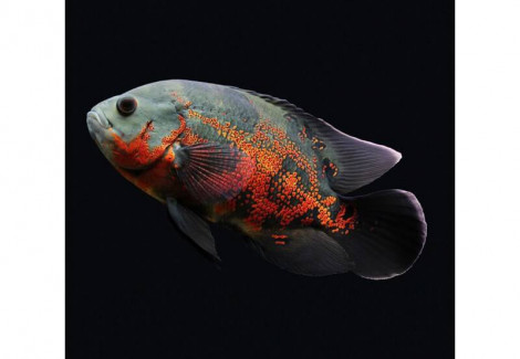 Astronotus Ocellatus 5-6