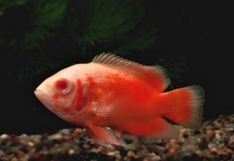 Astronotus Ocellatus Red Albin 5-6