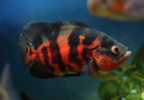 Astronotus Ocellatus Red Tiger 3-4