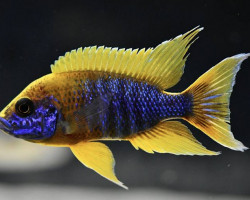 Aulonocara Jacobfreibergi Mamelela 4-5