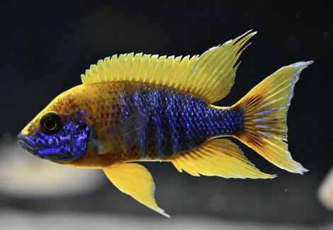 Aulonocara Jacobfreibergi Mamelela 6-7