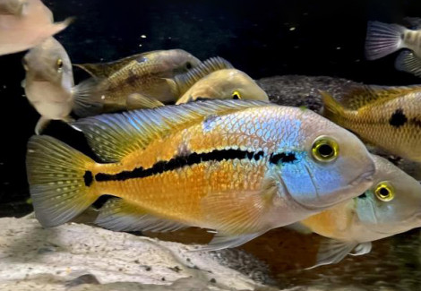 Cichlasoma/Hypsophrys Nicaraguensis 15-25
