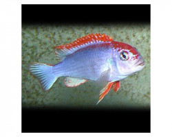 Cynotilapia Fletti-Red-Top 5-6Cm