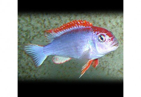 Cynotilapia Fletti-Red-Top 5-6Cm