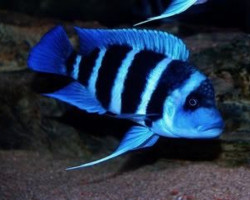Cyphotilapia Frontosa Zaire Blue Kapampa 3