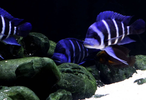 Cyphotilapia Gibberosa Blue Zaire Moba 7-8