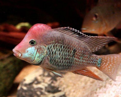 Geophagus Brasiliensis Red 6-7