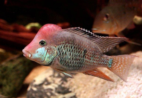 Geophagus Brasiliensis Red 6-7
