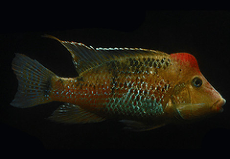 Geophagus Steindachneri 7-11