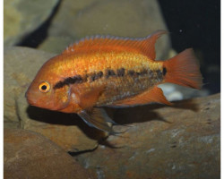 Herotilapia Multispinosa Orange 3-3,5