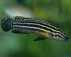 Julidochromis Regani 4-5Cm