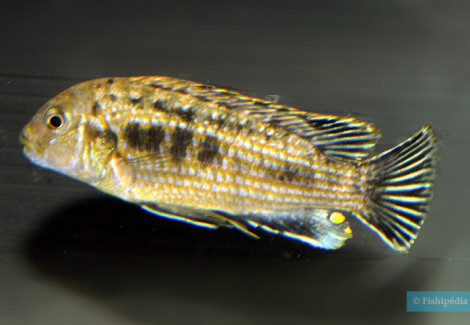 Labidochromis Maculicauda 3-4