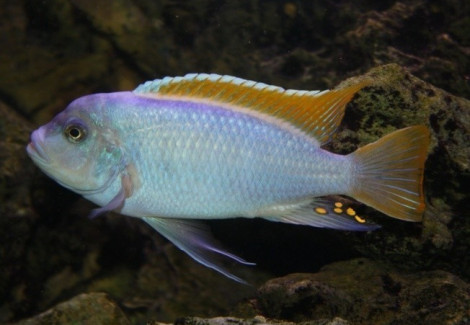 Maylandia Mbenjii 6-7Cm