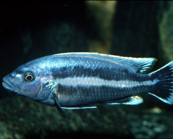 Melanochromis Chipokae 3Cm