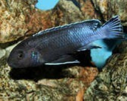 Melanochromis Perileucos 5-6Cm