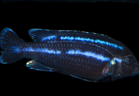 Melanochromis Sp. Loriae 4