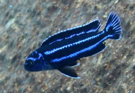 Melanochromis Sp. Maingano/Cyaneorhabdos Xl
