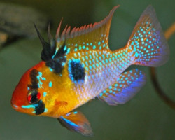 Mikrogeophagus Ramirezi 3-3,5Cm