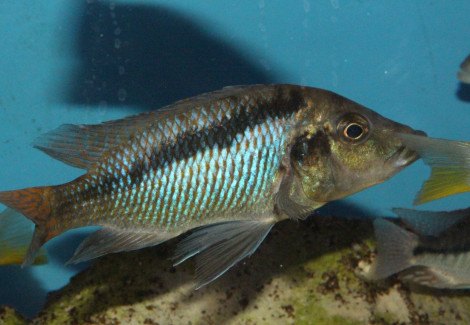Mylochromis Sp. McHuse 6-7