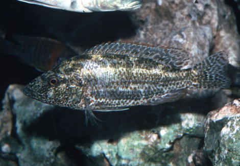 Nimbochromis Polystigma 9-11