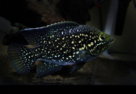 Paratilapia Polleni/Bleekeri  5 - 6