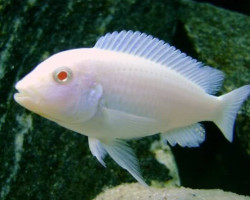 Pseudotropheus Socolofi Albin 9-10