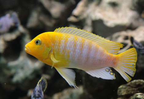Pseudotropheus/Maylandia Hajomaylandi L