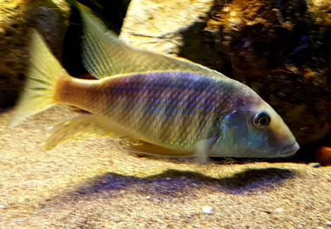 Taeniolethrinops Furcicauda 4-5