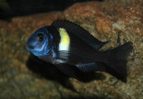 Tropheus Duboisi 9-10