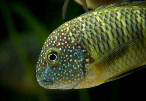 Tropheus Moorii Murago 5-6