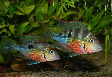 Thorichthys Ellioti M/L