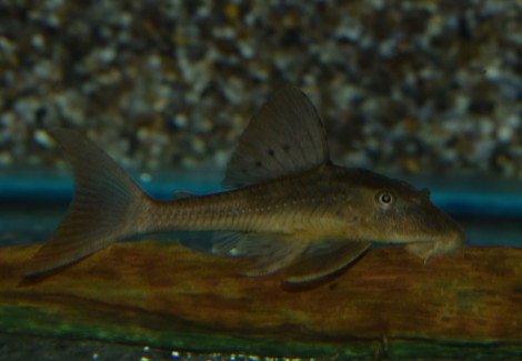 Hypostomus Basilisko M/L
