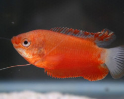 Colisa Labiosa Red S/M