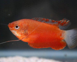 Colisa Labiosa Red L