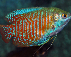 Trichogaster Lalius (Maschi E Femmine) L