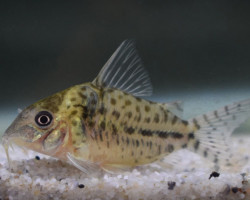 Corydoras Sp. C018 M/L